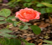 2020 09 01 LyndaleParkRoseGarden 035